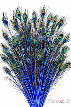Pavone blu - 60-70 cm - blu